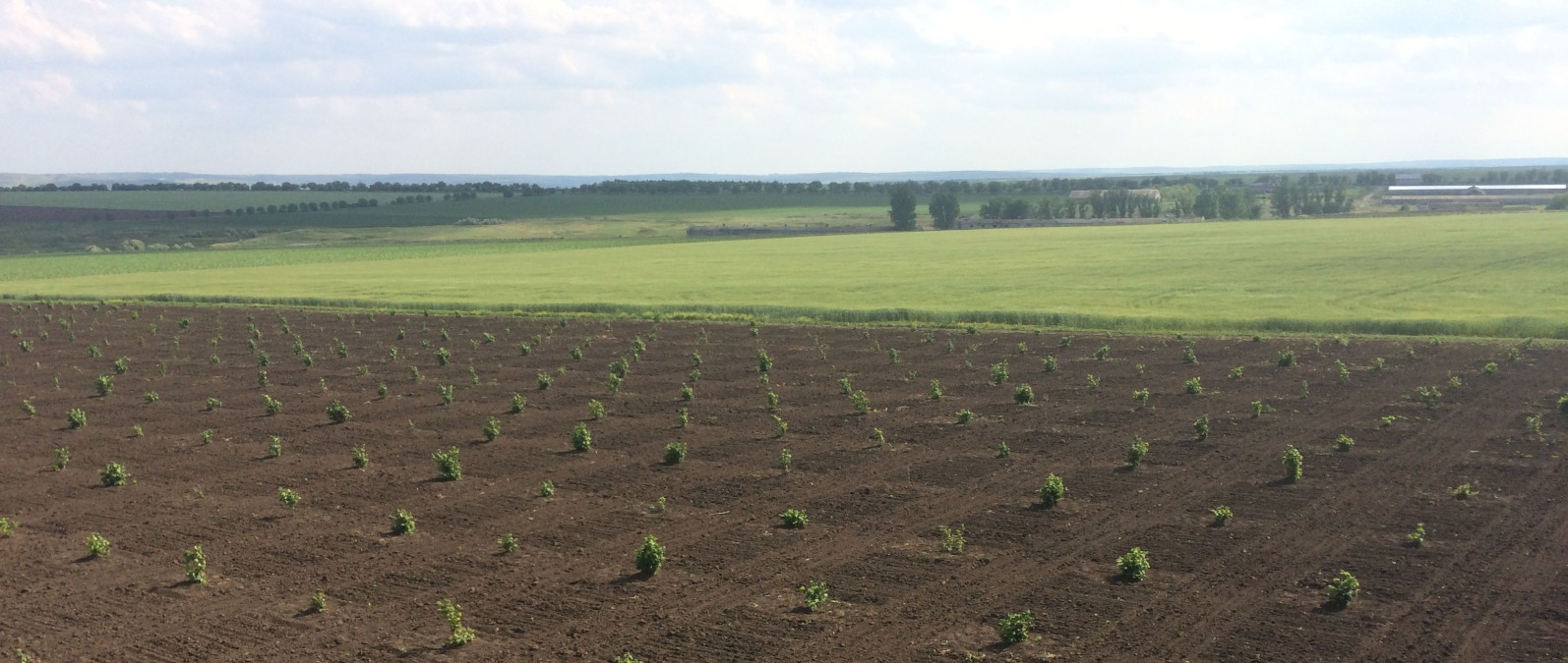 How a Young Moldovan Entrepreneur Went from Banking to the Business of Organics