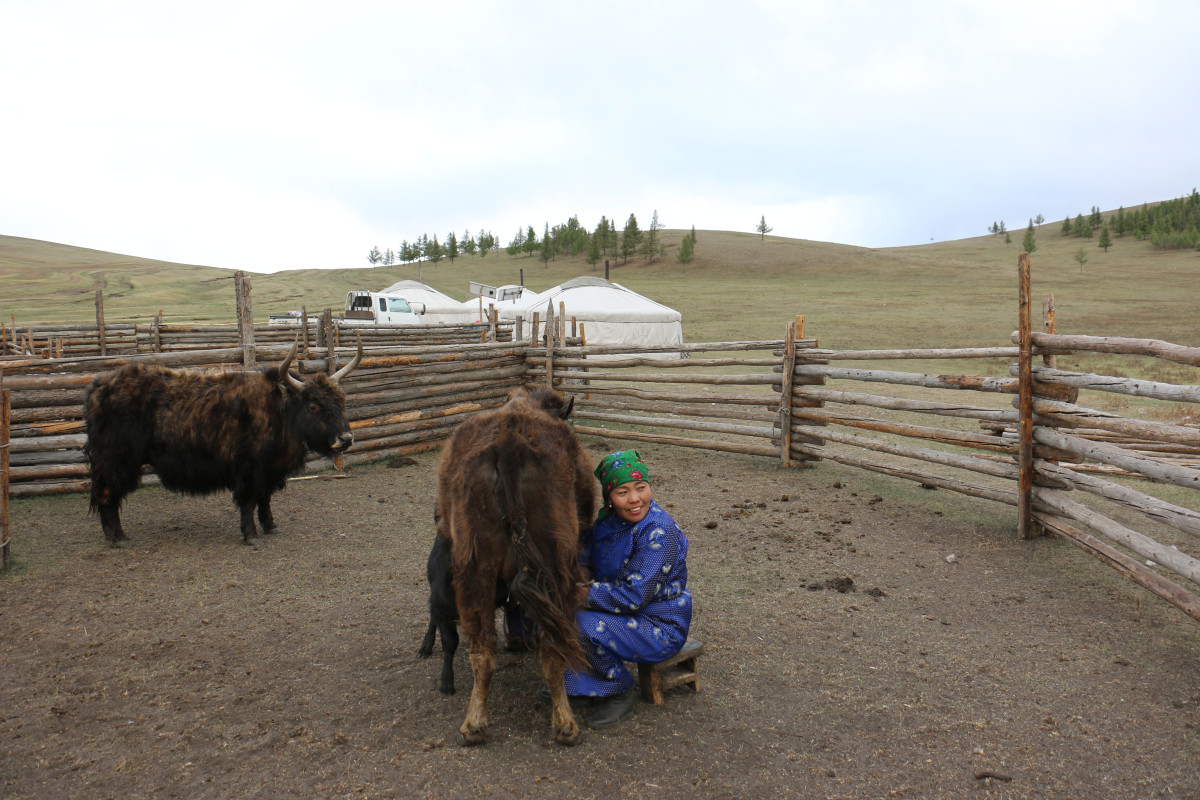 People in Need launches groundbreaking report assessing the impact of dzud on herder livelihoods