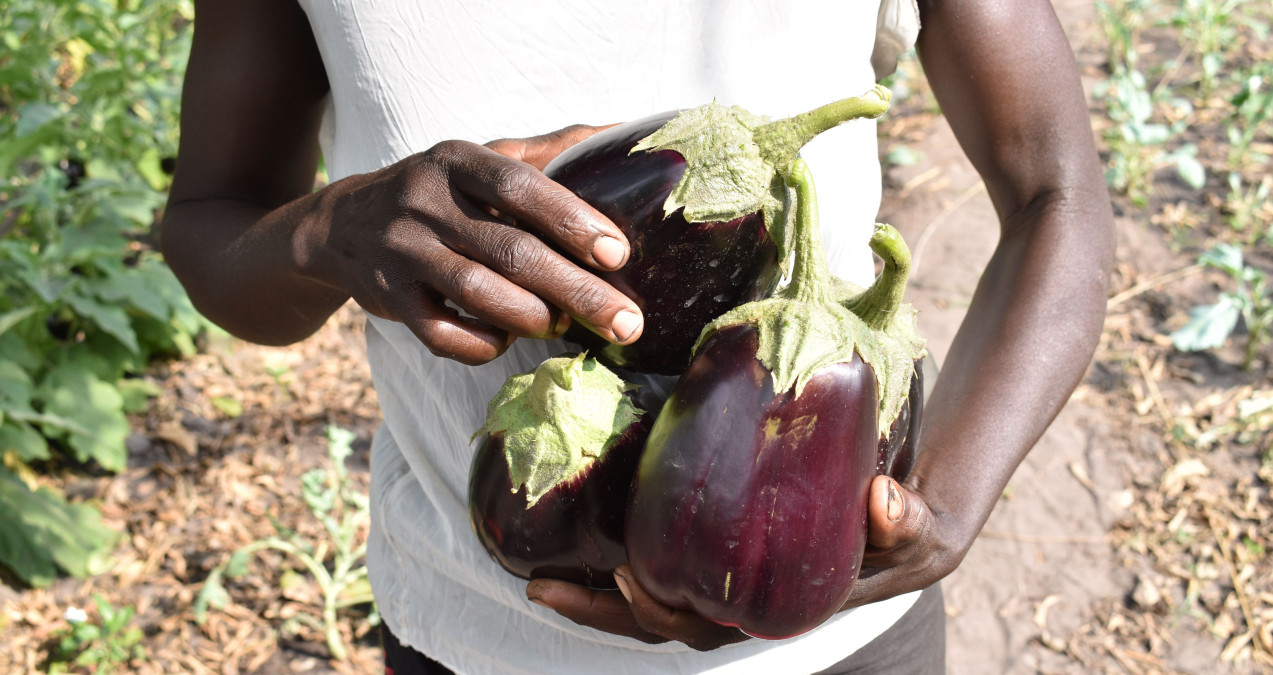 Planting for a Sustainable Future in Zambia