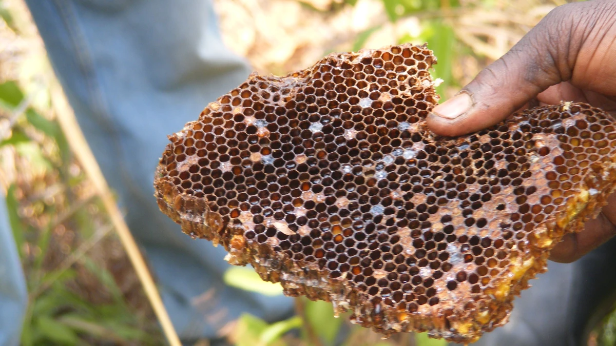 Building Climate-Resilient Market Systems in Northwestern Zambia