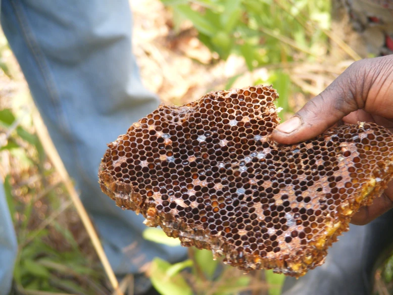 Strengthening Market Systems in Northwestern Zambia: Study Reveals Lobito Corridor Opportunities