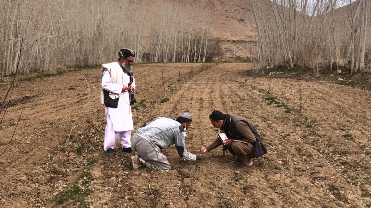 AICS 
People in Need with the financial support of Italian Agency for development cooperation (AICS) is implementing agriculture and livelihood project in Malistan and Ajristan districts of Ghazni province in Afghanistan.