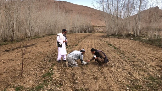 AICS 
People in Need with the financial support of Italian Agency for development cooperation (AICS) is implementing agriculture and livelihood project in Malistan and Ajristan districts of Ghazni province in Afghanistan.