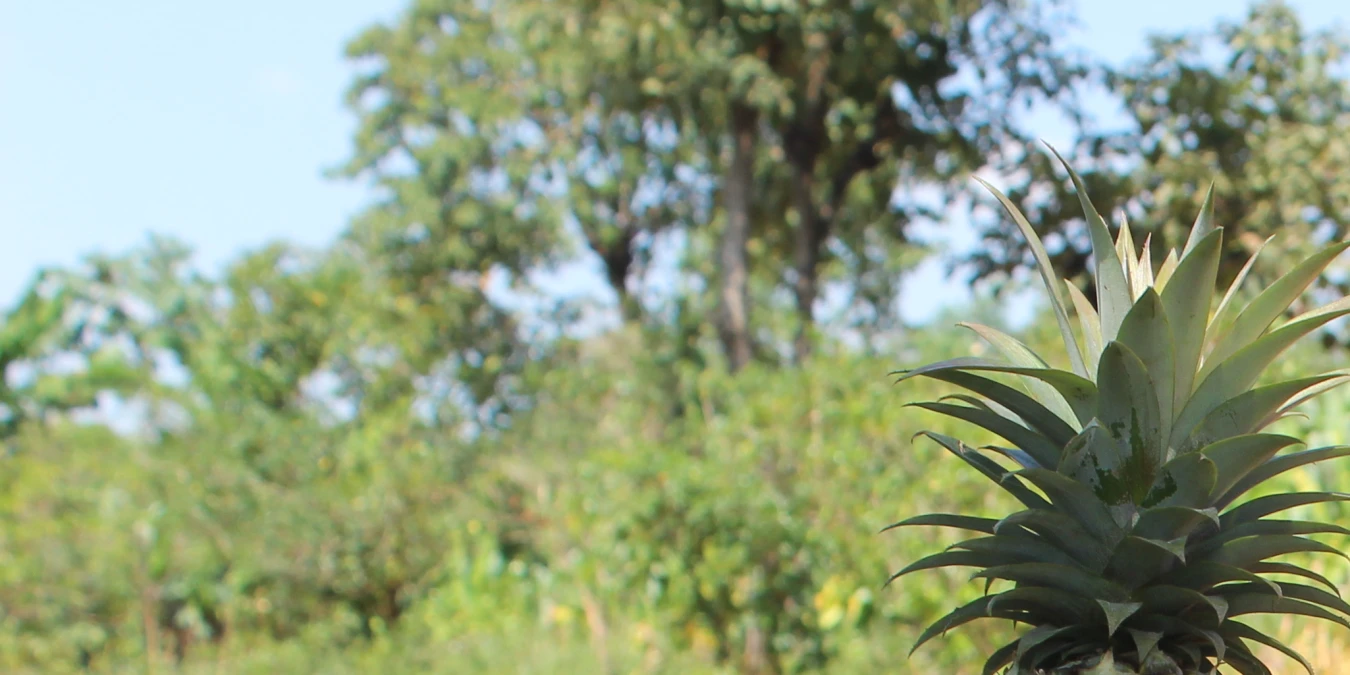 Vermicompost as a New Business Opportunity for Rural Women in Ethiopia