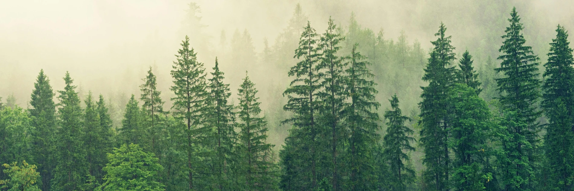 Environmental Responsibility