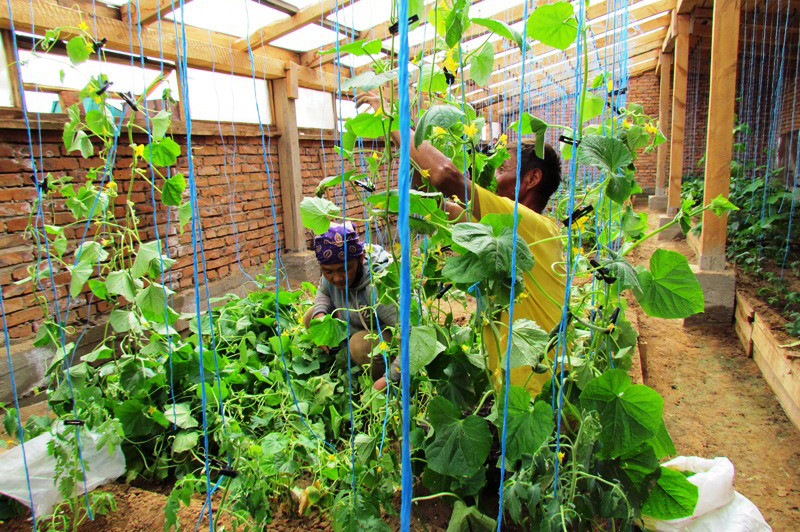 Supporting plant production in the Gobi