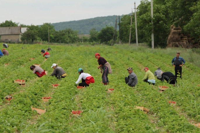 Development of Marketing Cooperatives