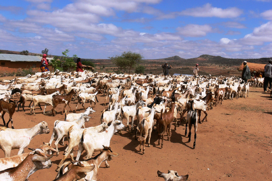 Restoration of livelihoods