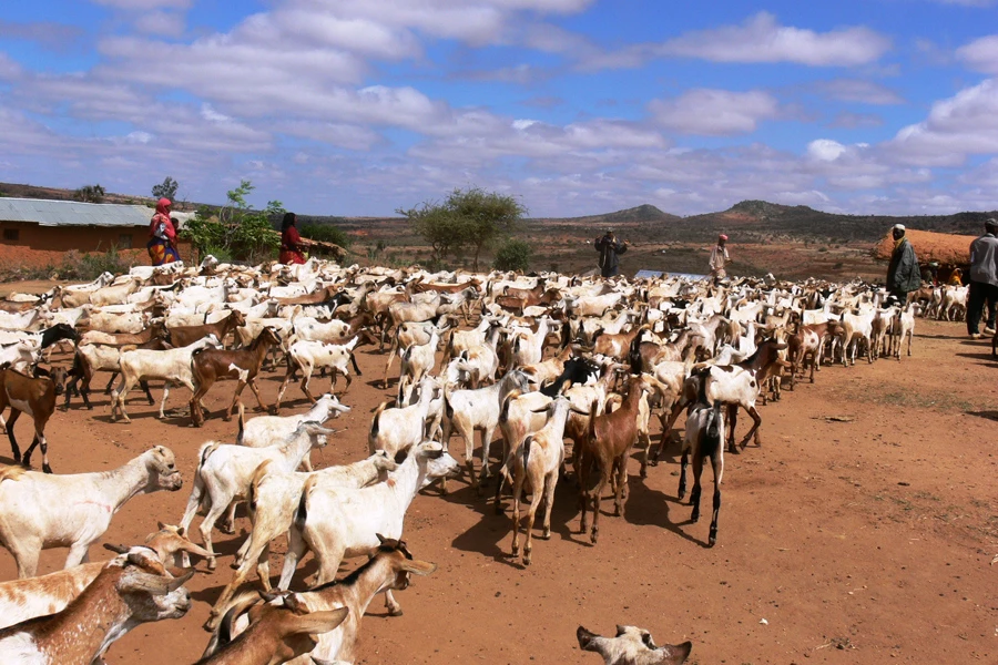 Restoration of livelihoods