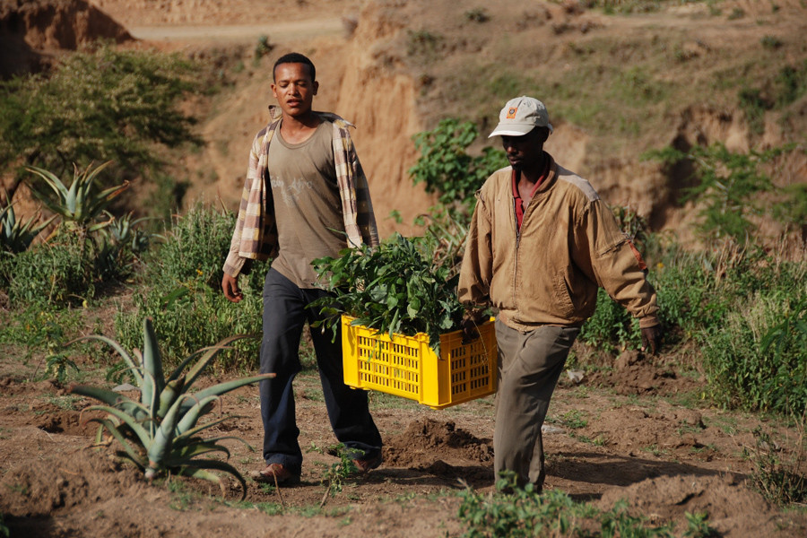 Afforestation of land and protection against erosion