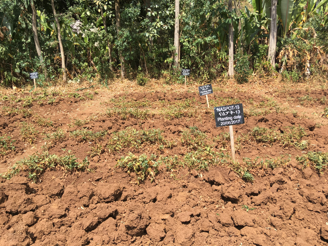 Sustained Diet Quality Improvement by Fortification with Climate-smart, Nutrition-Smart Orange-fleshed Sweetpotato