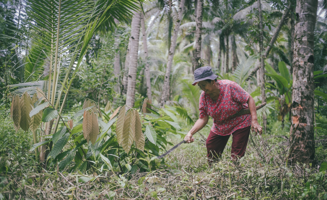 Increased resilience for poor farmers through enhanced cacao production in Eastern Samar