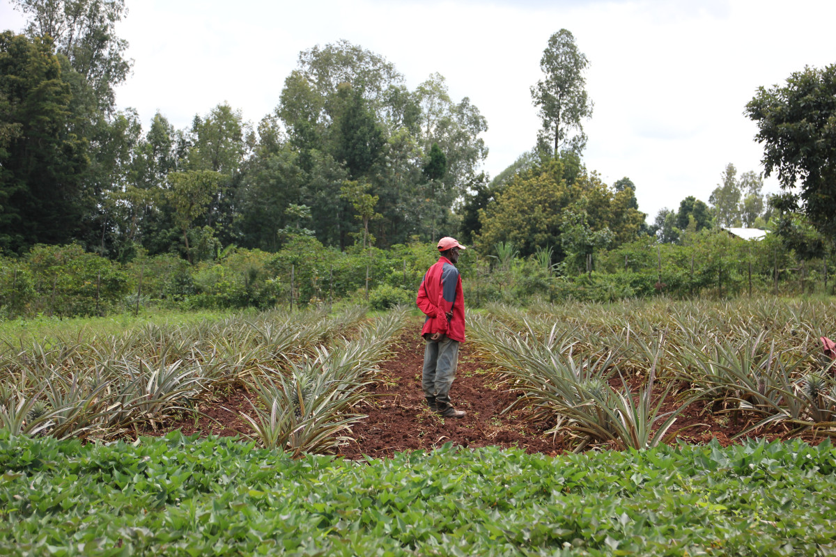 Agriculture Systems Adaptation Programme in Hambaricho Mountain Watershed - ASAP in Hambaricho