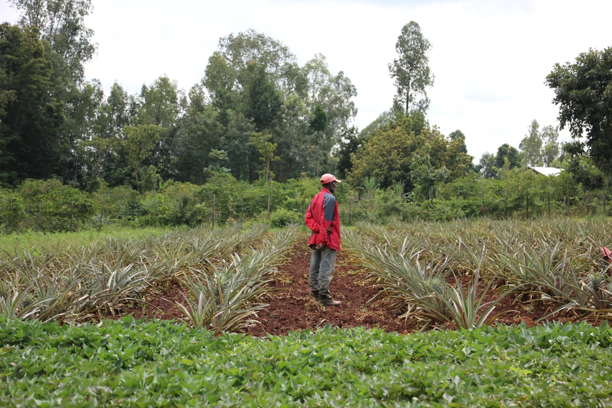 Agriculture Systems Adaptation Programme in Hambaricho Mountain Watershed - ASAP in Hambaricho