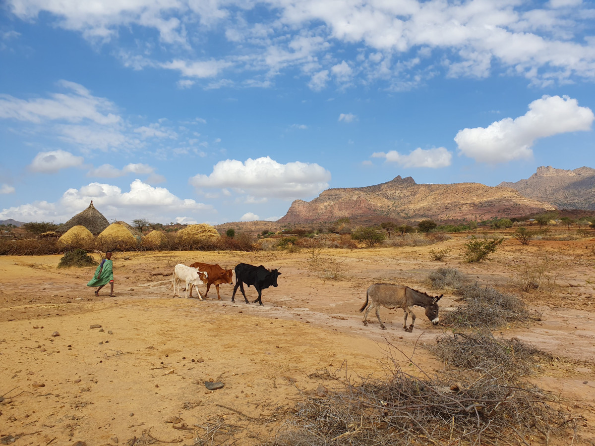 Awakening from the Shadow of War: Our Aid Efforts in the Tigray Region in Ethiopia