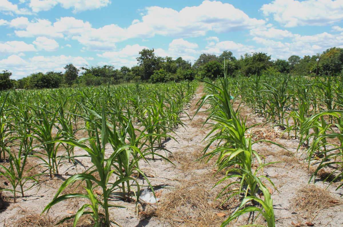 Earth Day is Everyday: Championing Climate Resilience and Nature Conservation in Zambia