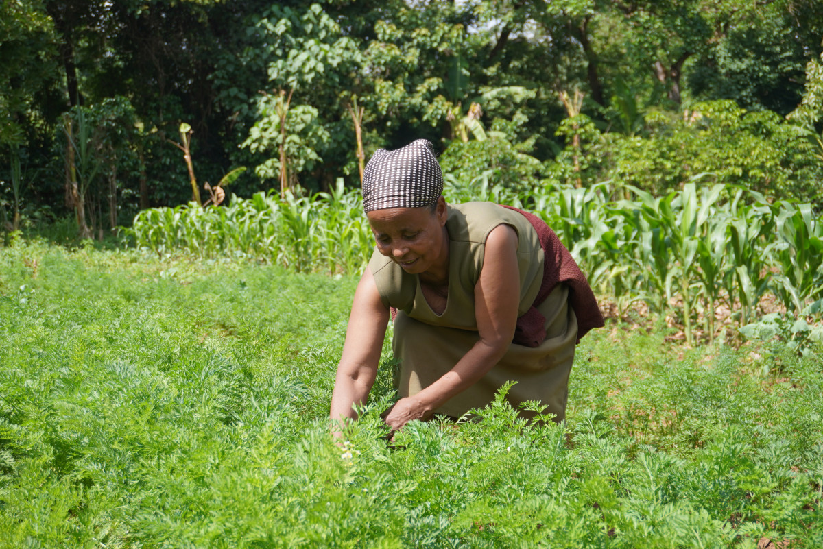 Cultivating Change through Earthworms in Ethiopia