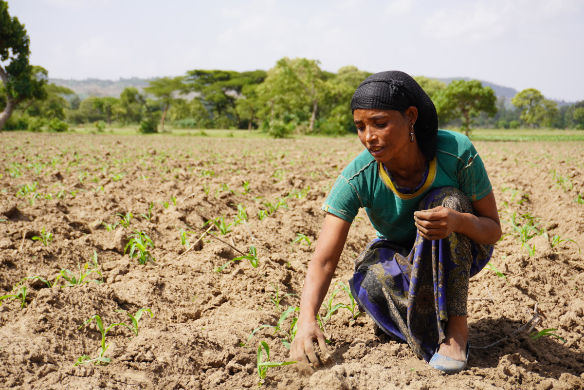 Seeds of change: How farmers in Ethiopia are building climate-resilient future