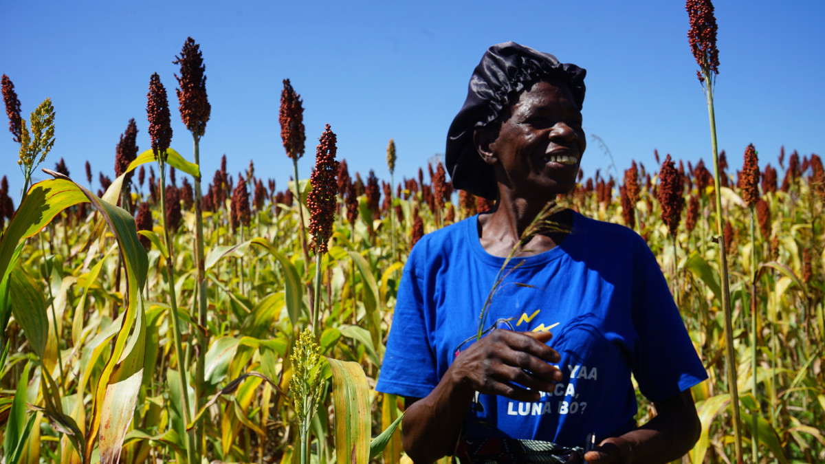 Lydia’s sorghum journey in the Barotse Floodplains