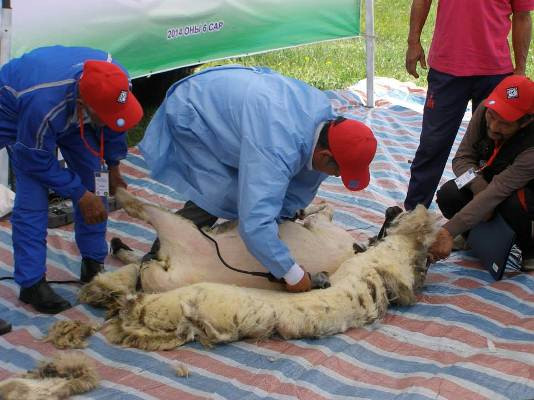 We help to insulate homes in Mongolia by wool