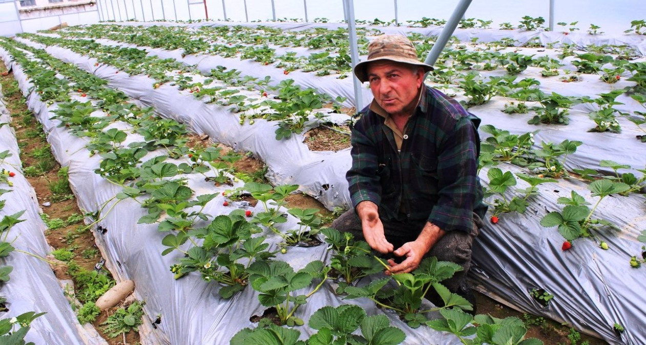 People in Need recommended me to grow strawberries, says the successful Geogian farmer