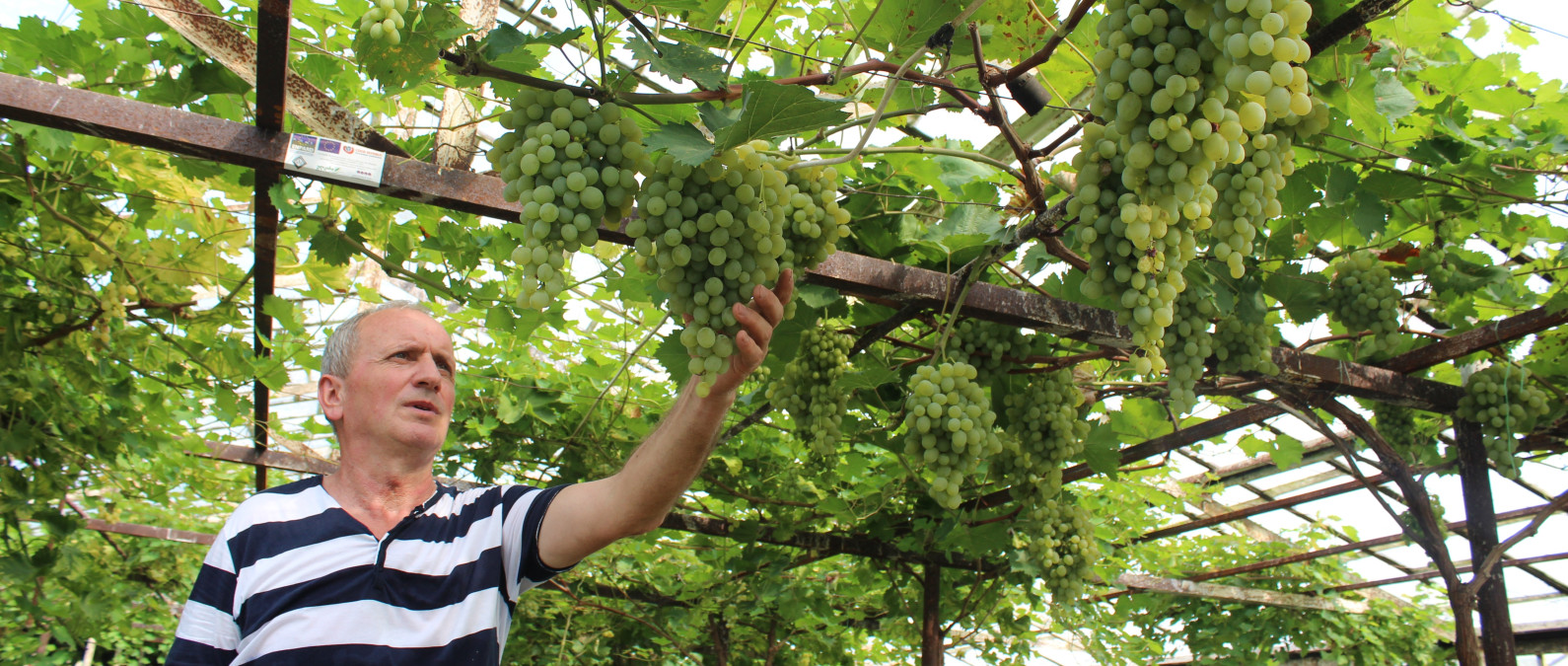 We produce twenty times more wine than before, says Gogita from Georgia