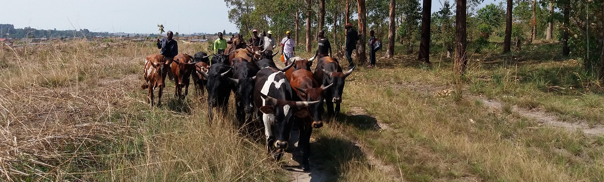 Bovine cattle reintroduction promotes transformation in agriculture of rural Angola
