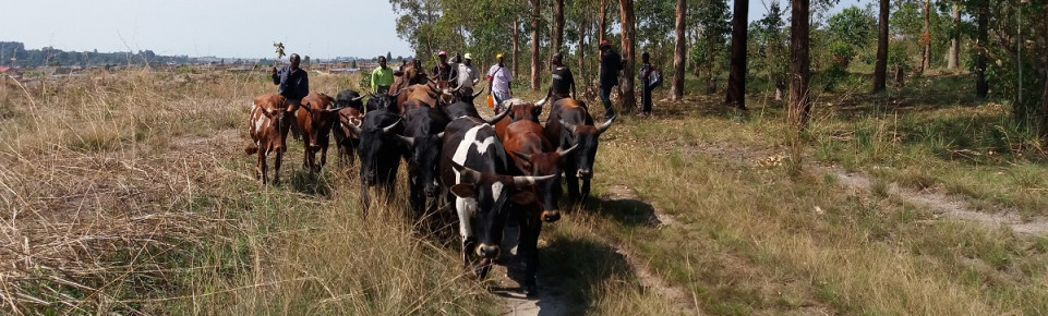 Bovine cattle reintroduction promotes transformation in agriculture of rural Angola