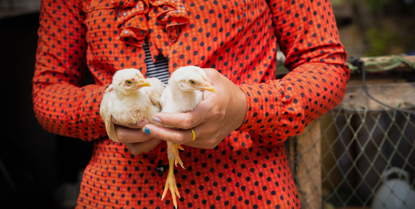 Barrier Analysis Study of Cambodian Poultry Farmers