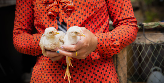 Barrier Analysis Study of Cambodian Poultry Farmers