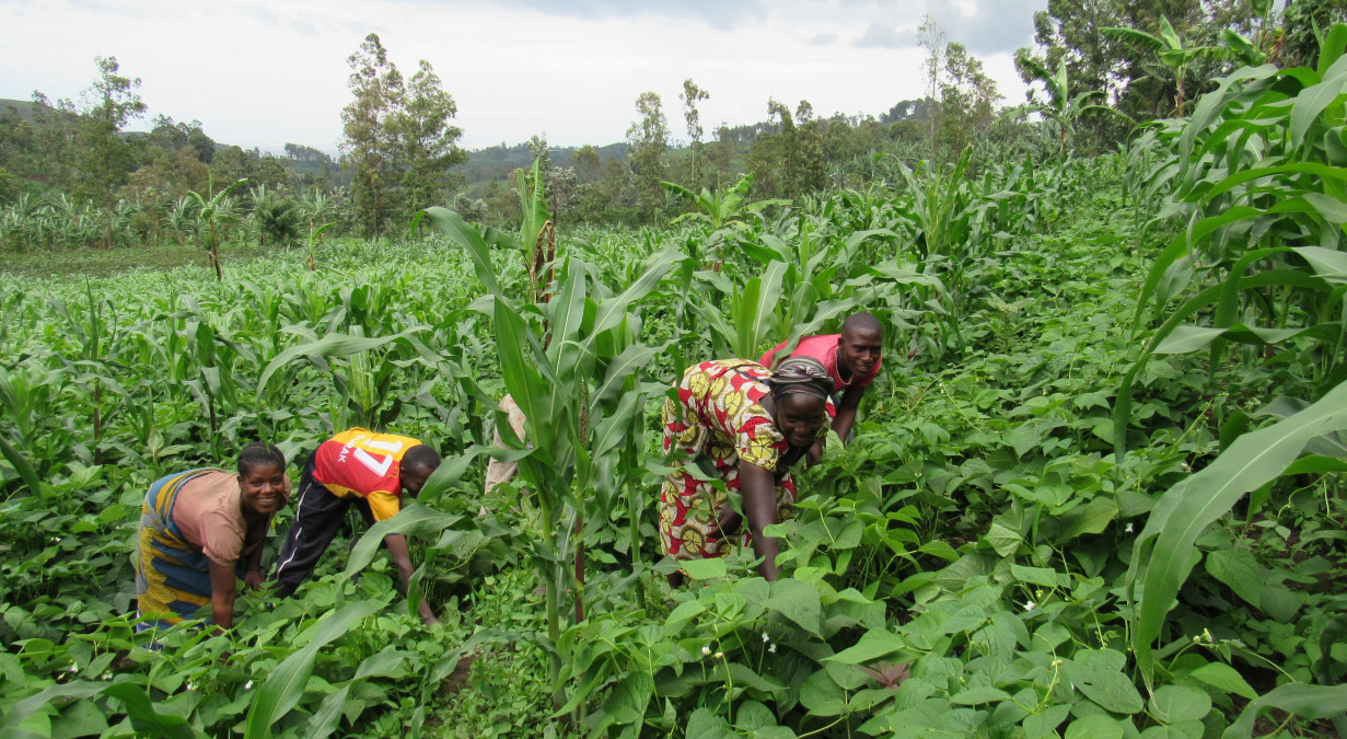 Combating Malnutrition in DR Congo with Guinea Pigs