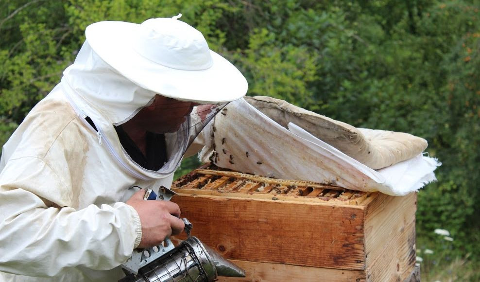 Beekeeping in Increasing the quality and quantity of People