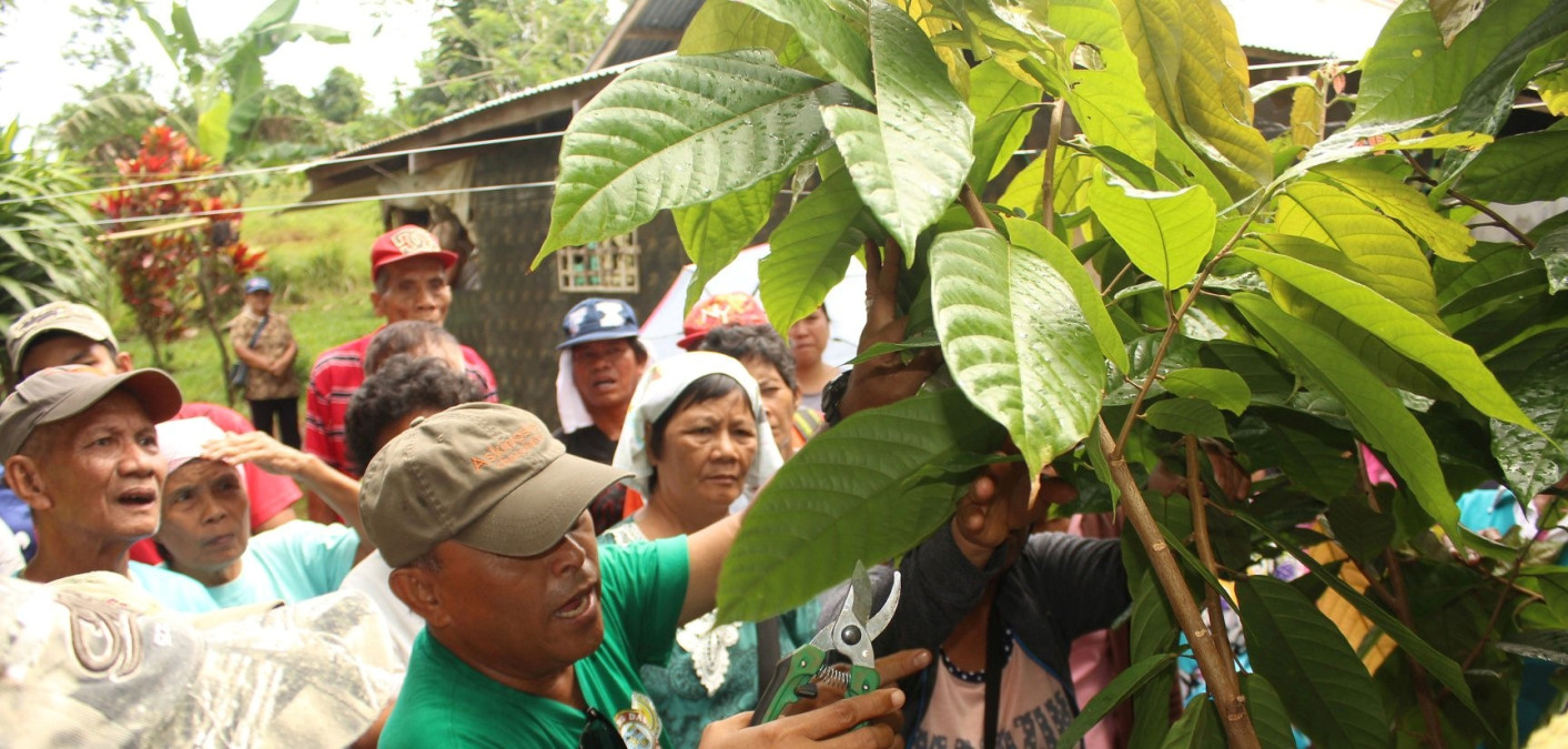 Facilitating the growth of the cacao industry
