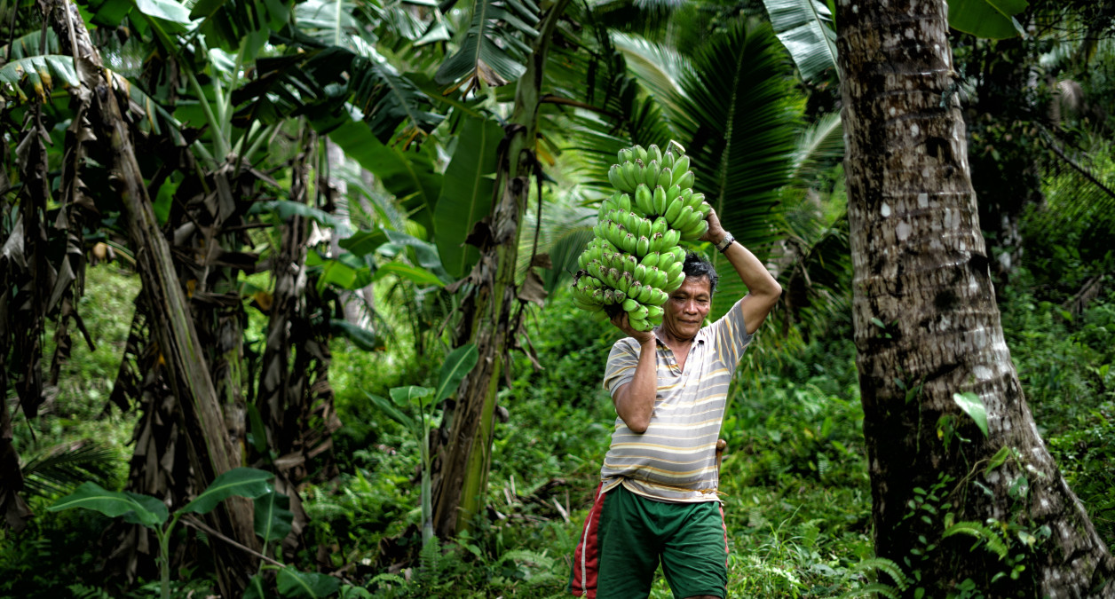 Livelihood project revitalises banana industry, community in the Philippines’ Eastern Samar Province