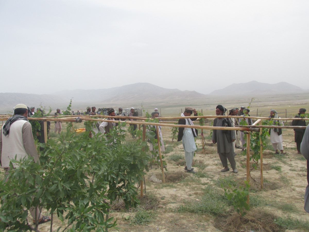 From Parched Fields to Verdant Orchards: Promoting Sustainable Agriculture in Afghanistan