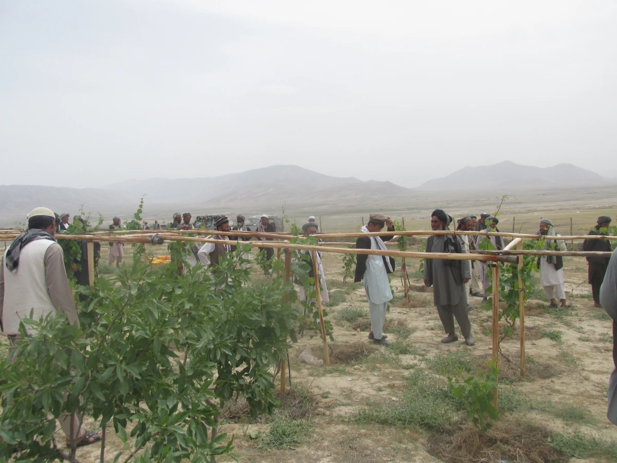 From Parched Fields to Verdant Orchards: Promoting Sustainable Agriculture in Afghanistan