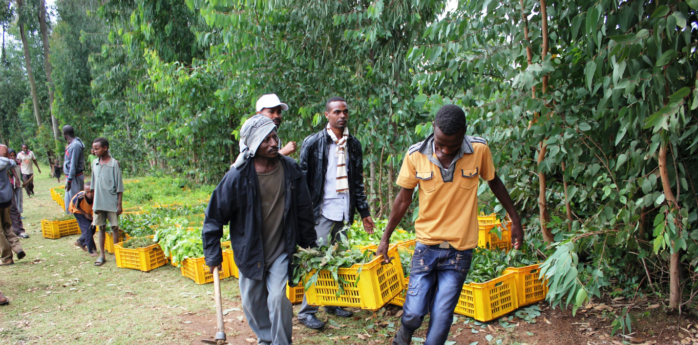 Natural Resource Management in Ethiopia