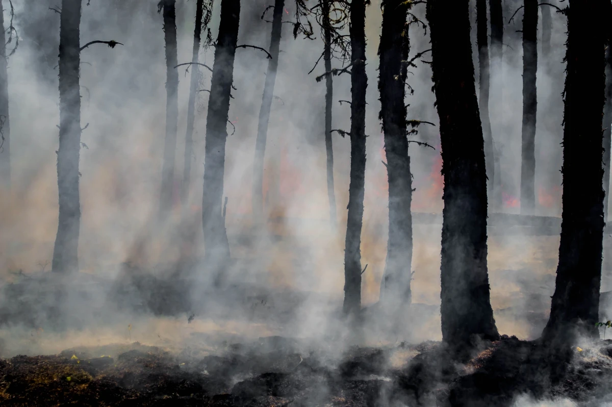 WE KNOW OTHER RISKY PLACES WHERE FORESTS COULD BURN, NOT JUST IN HŘENSKO, SAYS JAKUB ZELENÝ, ENVIRONMENTAL ADVISOR TO PEOPLE IN NEED