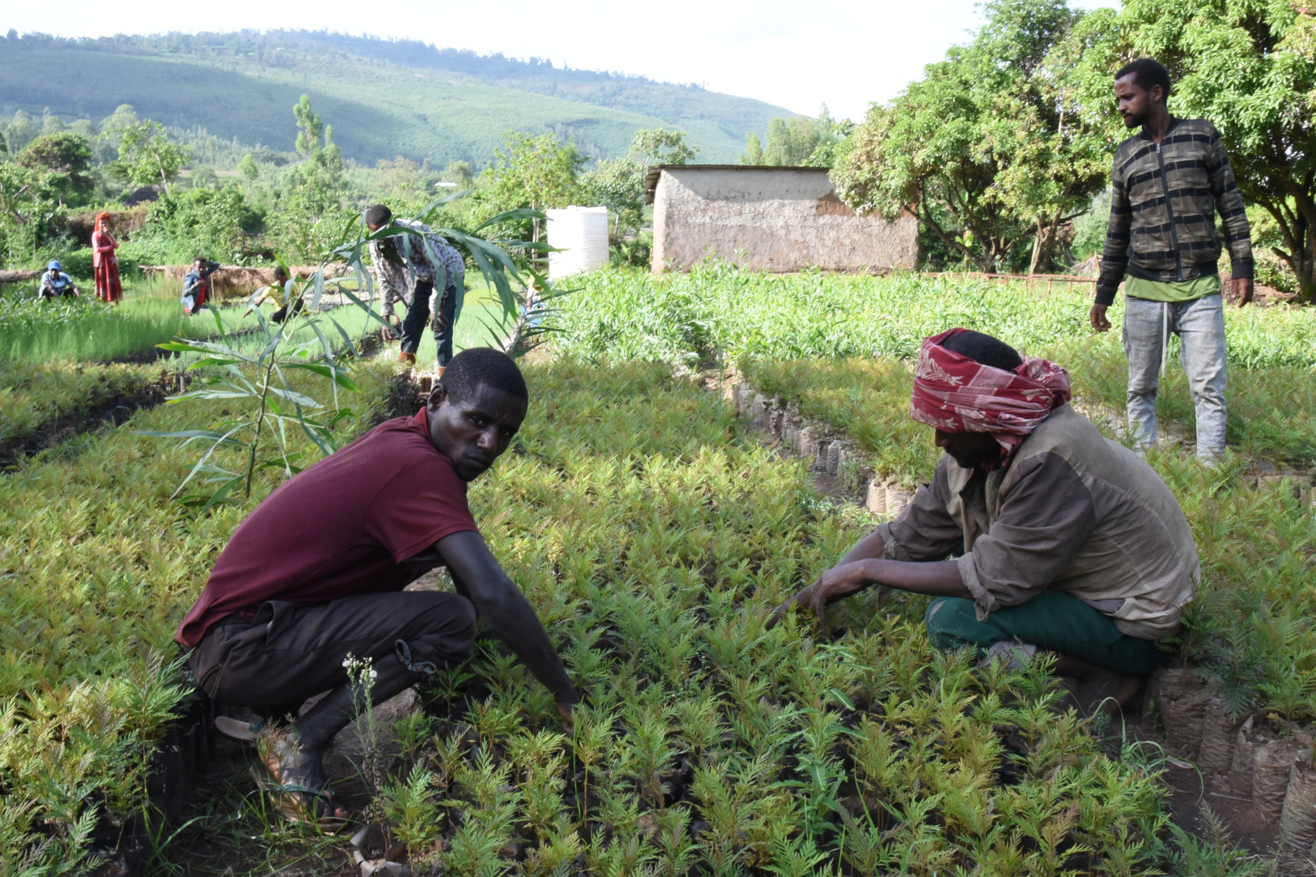 Climate Resilient Landscape