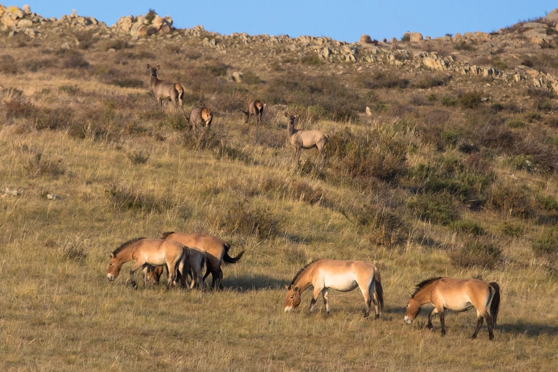 Grazing horses and deer.
