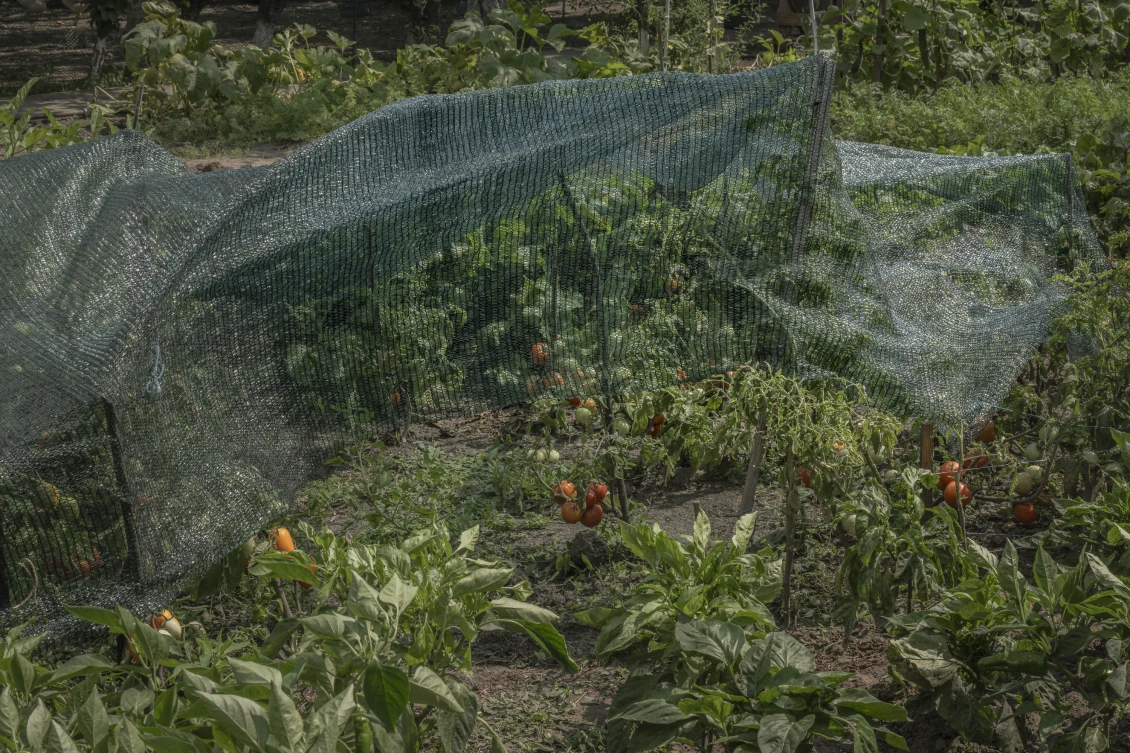 Residents and staff of the complex grow fresh vegetables together